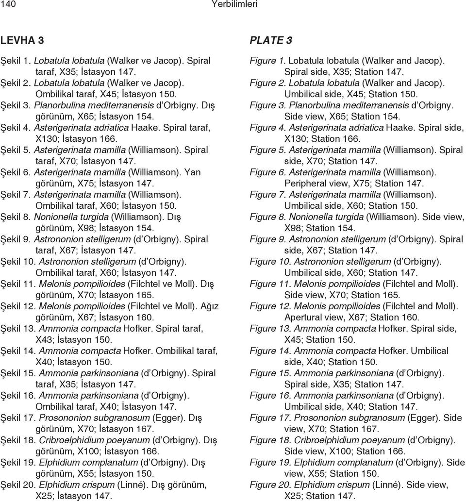 Spiral taraf, X70; İstasyon 147. Şekil 6. Asterigerinata mamilla (Williamson). Yan görünüm, X75; İstasyon 147. Şekil 7. Asterigerinata mamilla (Williamson). Ombilikal taraf, X60; İstasyon 150.