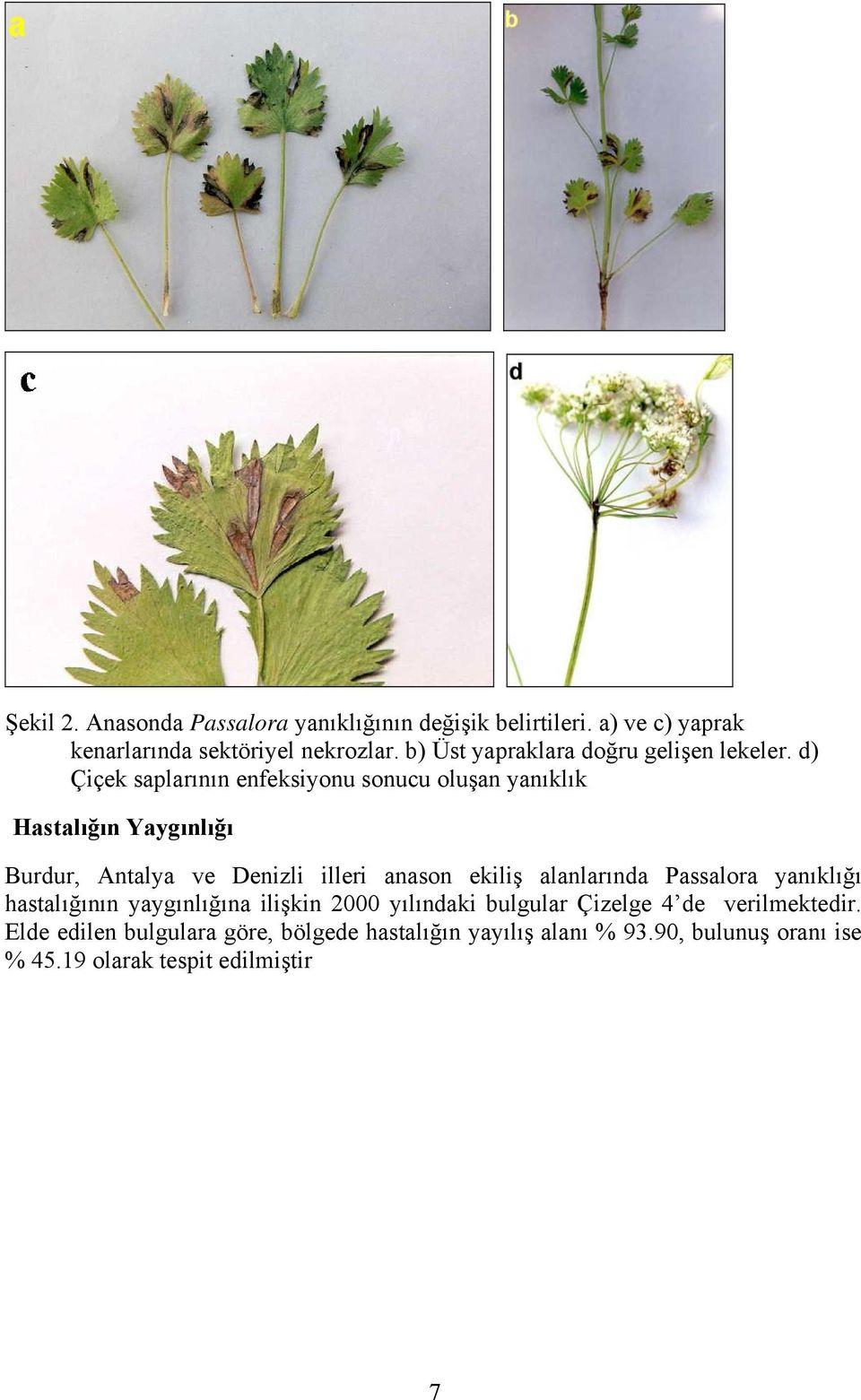 d) Çiçek saplarının enfeksiyonu sonucu oluşan yanıklık Hastalığın Yaygınlığı Burdur, Antalya ve Denizli illeri anason ekiliş