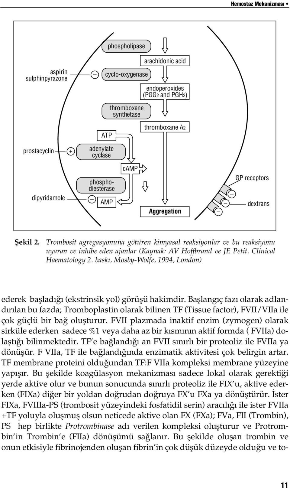 Trombosit agregasyonuna götüren kimyasal reaksiyonlar ve bu reaksiyonu uyaran ve inhibe eden ajanlar (Kaynak: AV Hoffbrand ve JE Petit. Clinical Haematology 2.