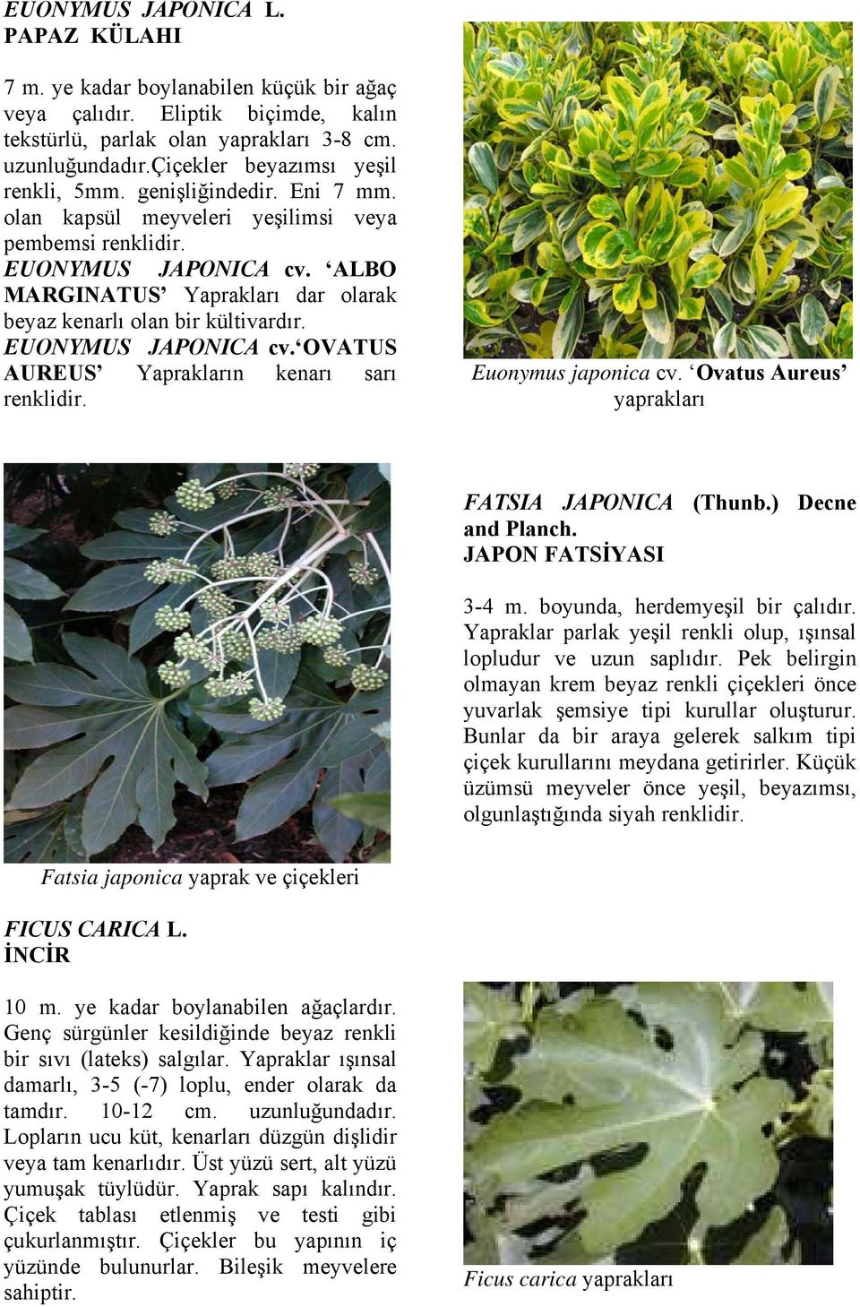 ALBO MARGINATUS Yaprakları dar olarak beyaz kenarlı olan bir kültivardır. EUONYMUS JAPONICA cv. OVATUS AUREUS Yaprakların kenarı sarı renklidir. Euonymus japonica cv.