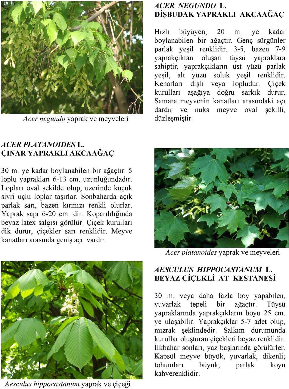 Çiçek kurulları aşağıya doğru sarkık durur. Samara meyvenin kanatları arasındaki açı dardır ve nuks meyve oval şekilli, düzleşmiştir. ACER PLATANOIDES L. ÇINAR YAPRAKLI AKÇAAĞAÇ 30 m.