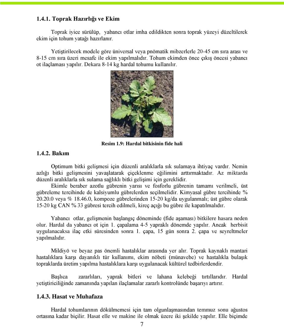 Dekara 8-14 kg hardal tohumu kullanılır. 1.4.2. Bakım Resim 1.9: Hardal bitkisinin fide hali Optimum bitki geliģmesi için düzenli aralıklarla sık sulamaya ihtiyaç vardır.