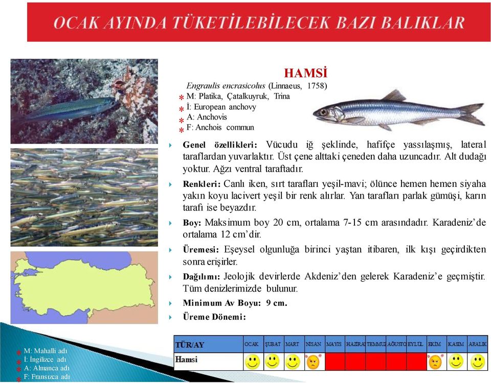 Renkleri: Canlı iken, sırt tarafları yeşil-mavi; ölünce hemen hemen siyaha yakın koyu lacivert yeşil bir renk alırlar. Yan tarafları parlak gümüşi, karın tarafı ise beyazdır.