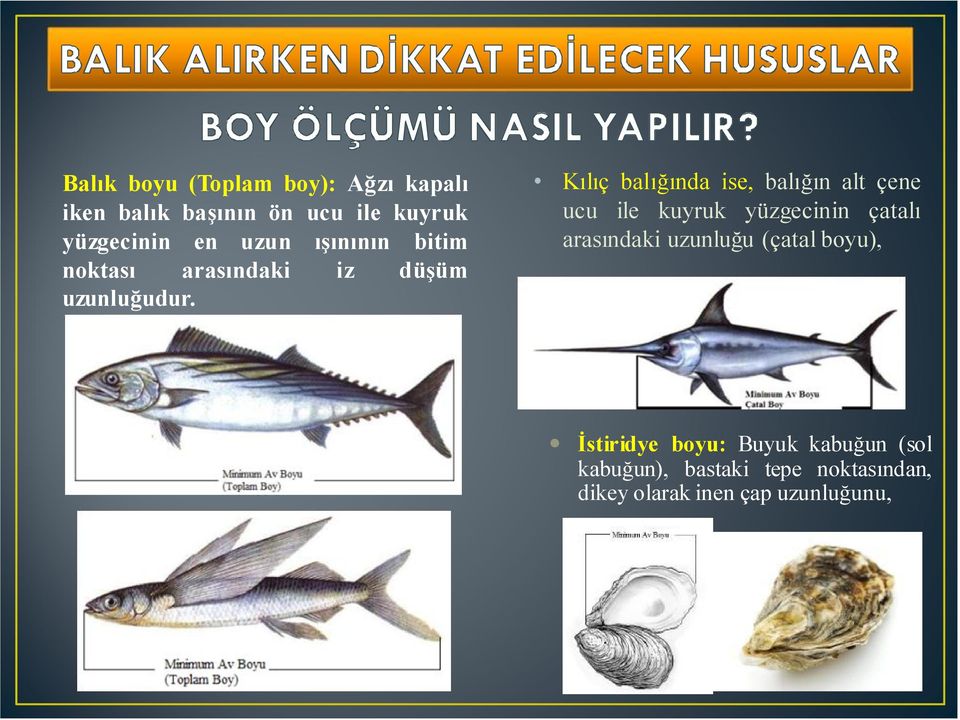 Kılıç balığında ise, balığın alt çene ucu ile kuyruk yüzgecinin çatalı arasındaki