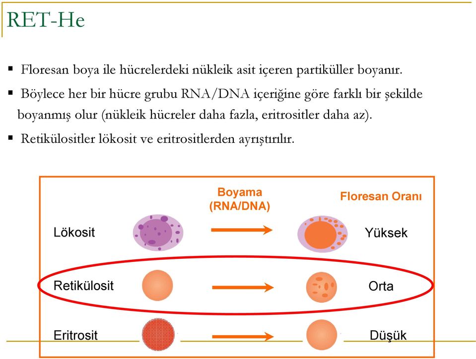 (nükleik hücreler daha fazla, eritrositler daha az).