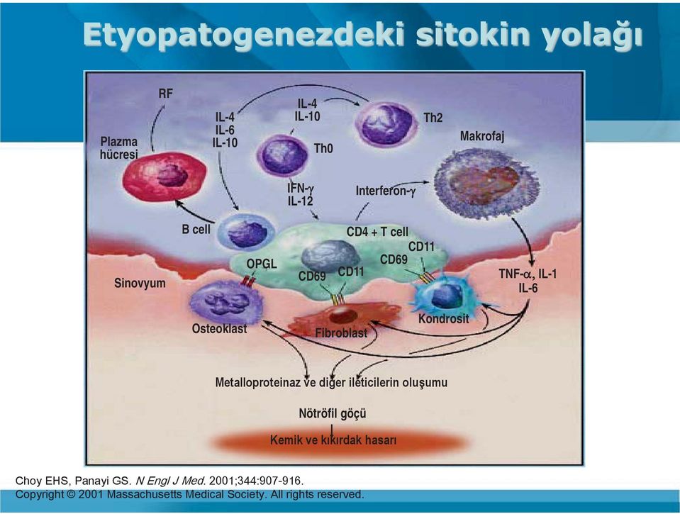 cell OPGL CD69 CD4 + T cell CD11 CD11 CD69 TNF-