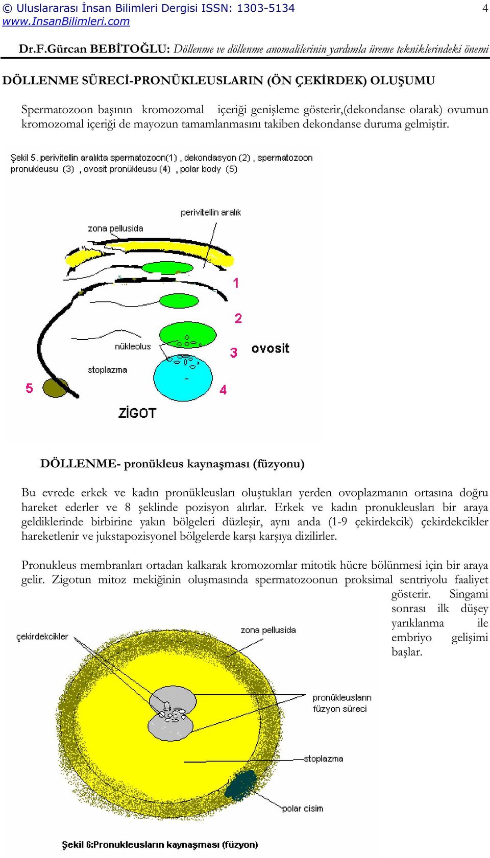 DÖLLENME- pronükleus kayna ması (füzyonu) Bu evrede erkek ve kadın pronükleusları olu tukları yerden ovoplazmanın ortasına do ru hareket ederler ve 8 eklinde pozisyon alırlar.