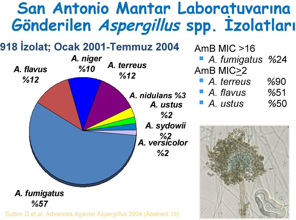 nidulans %3 A. ustus %2 A. sydowii %2 A. versicolor %2 AmB MIC >16 A.