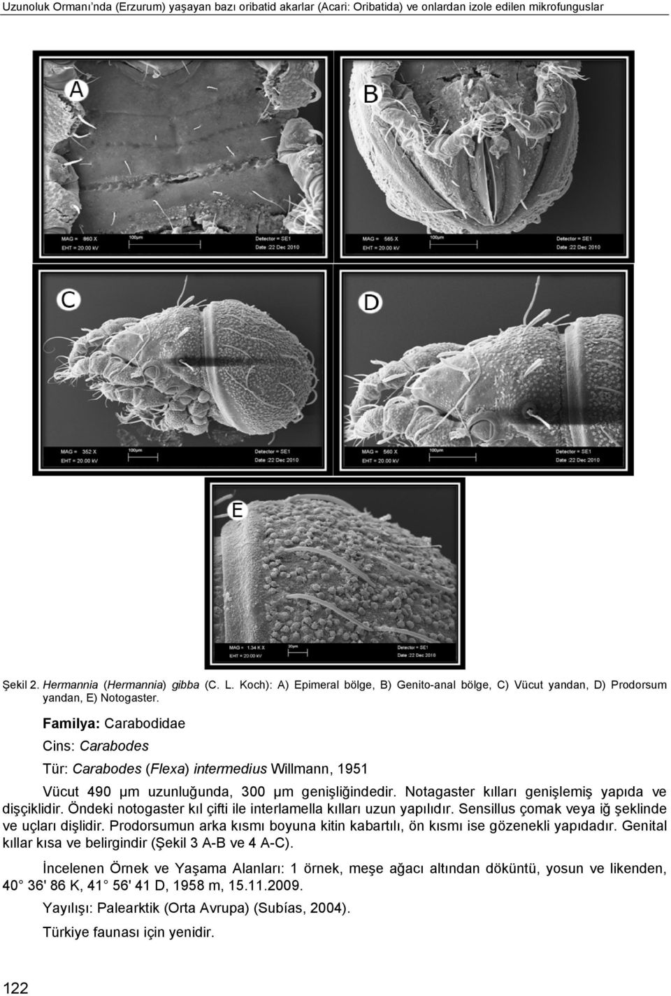 Familya: Carabodidae Cins: Carabodes Tür: Carabodes (Flexa) intermedius Willmann, 1951 Vücut 490 μm uzunluğunda, 300 μm genişliğindedir. Notagaster kılları genişlemiş yapıda ve dişçiklidir.