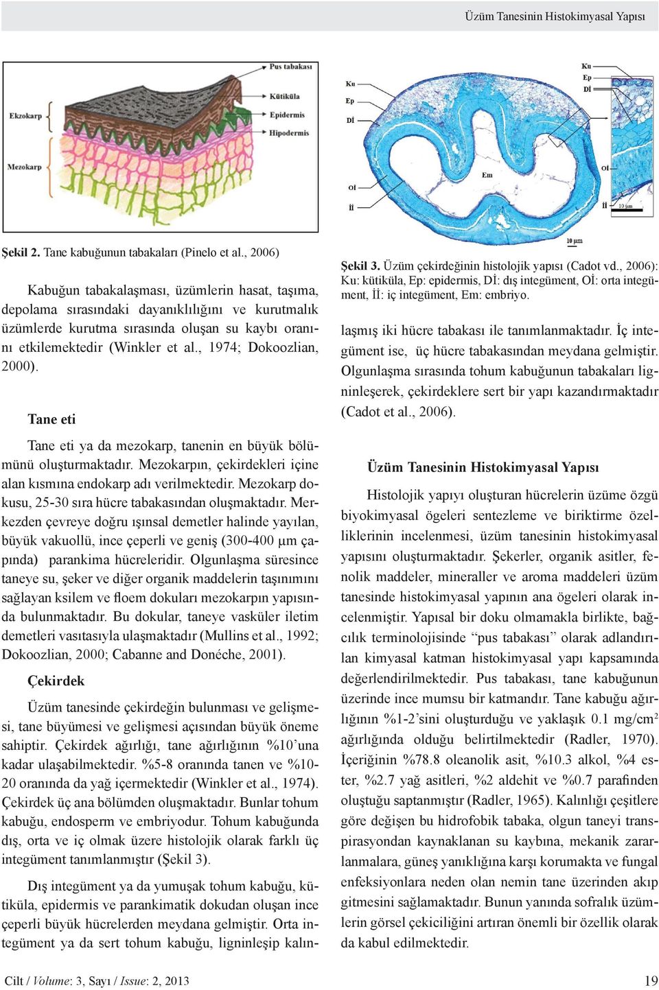 , 1974; Dokoozlian, 2000). Tane eti Tane eti ya da mezokarp, tanenin en büyük bölümünü oluşturmaktadır. Mezokarpın, çekirdekleri içine alan kısmına endokarp adı verilmektedir.