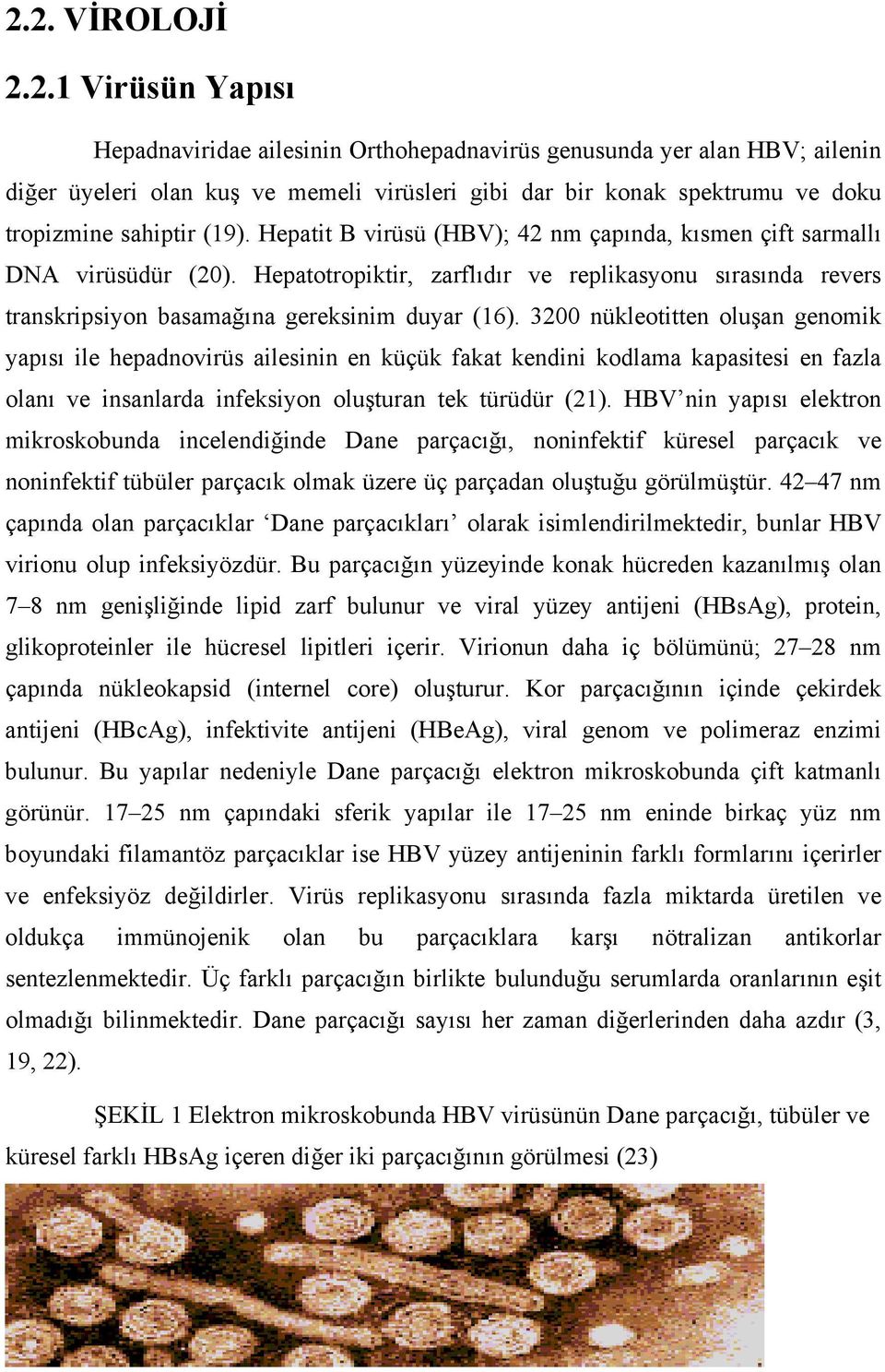 3200 nükleotitten oluşan genomik yapısı ile hepadnovirüs ailesinin en küçük fakat kendini kodlama kapasitesi en fazla olanı ve insanlarda infeksiyon oluşturan tek türüdür (21).