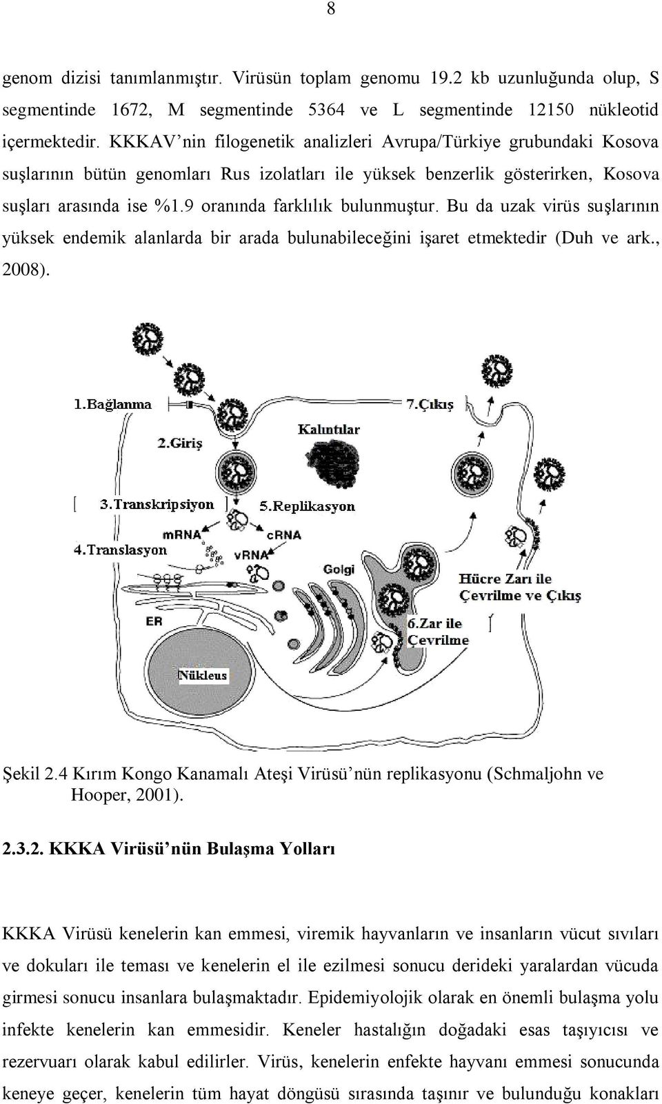 9 oranında farklılık bulunmuştur. Bu da uzak virüs suşlarının yüksek endemik alanlarda bir arada bulunabileceğini işaret etmektedir (Duh ve ark., 2008). Şekil 2.