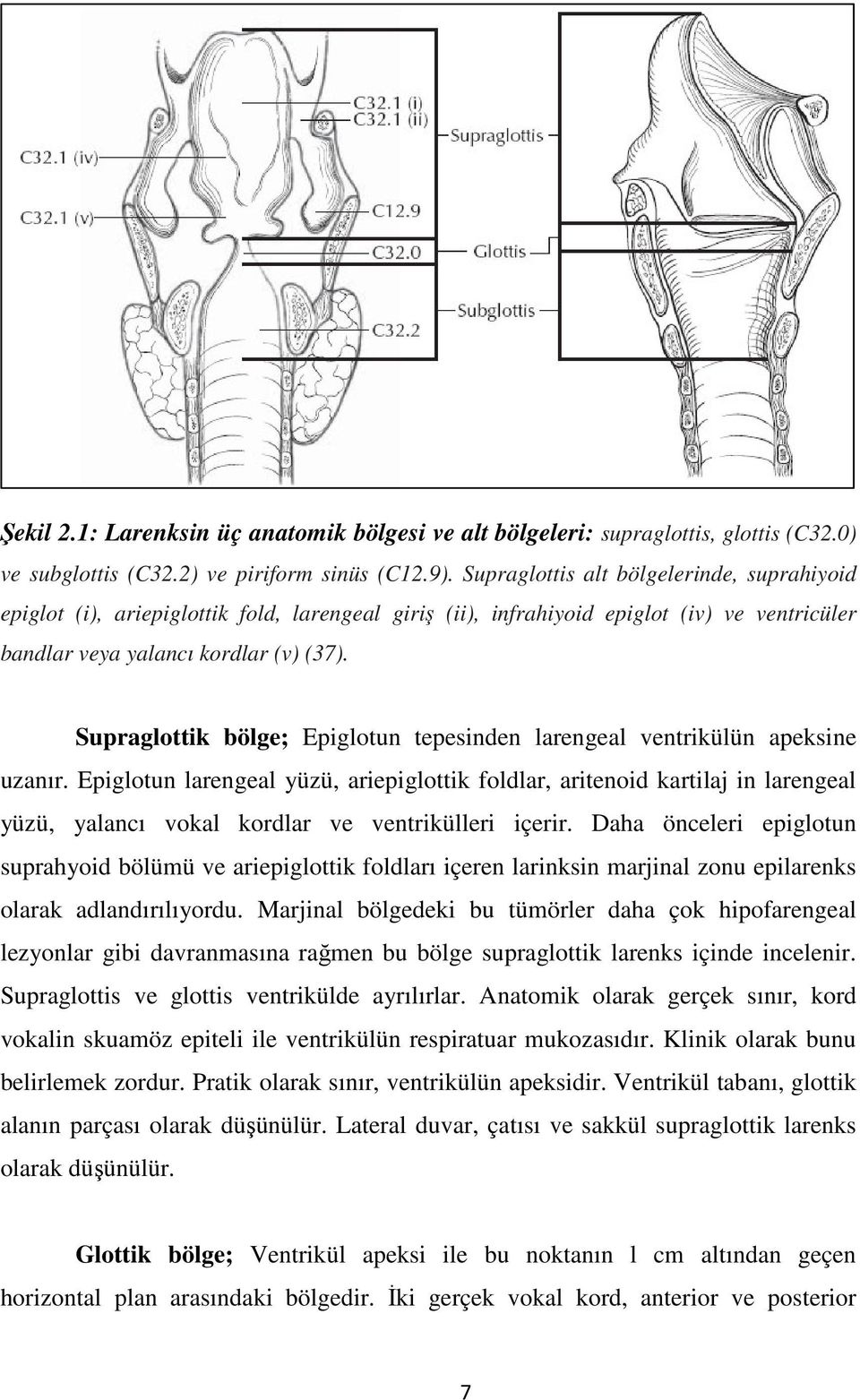 Supraglottik bölge; Epiglotun tepesinden larengeal ventrikülün apeksine uzanır.