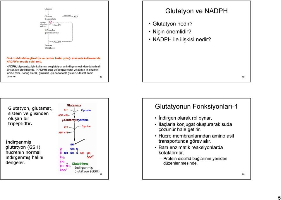 Sonuç olarak, glikolizis için daha fazla glukoz-6-fosfat hazır bulunur. 17 18 Glutatyon, glutamat, sistein ve glisinden oluşan bir tripeptidtir.