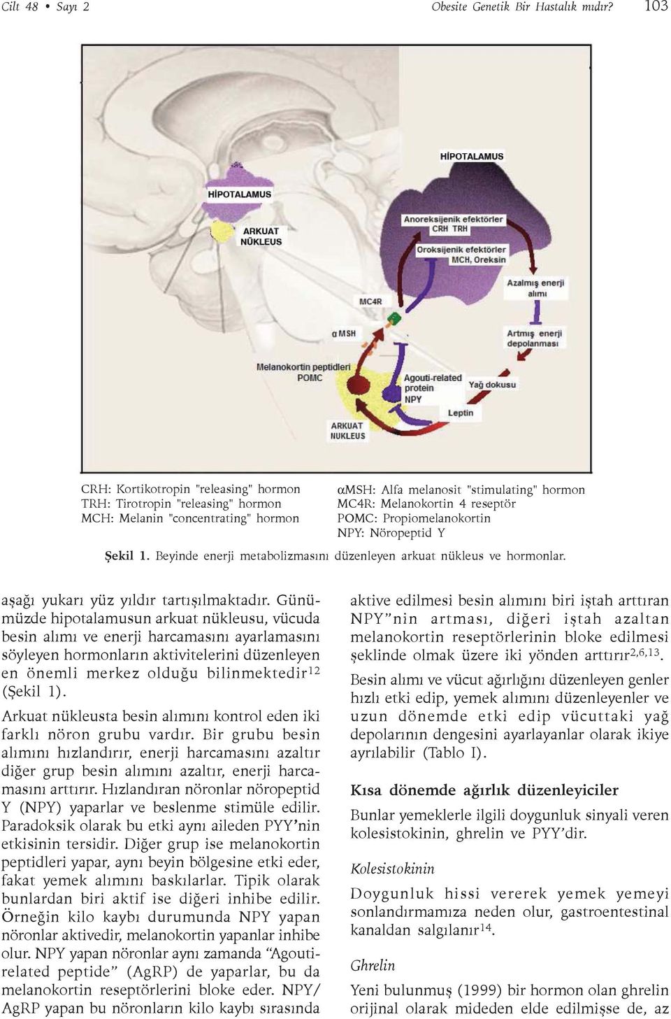 Propiomelanokortin NPY: Nöropeptid Y Þekil 1. Beyinde enerji metabolizmasýný düzenleyen arkuat nükleus ve hormonlar. aþaðý yukarý yüz yýldýr tartýþýlmaktadýr.