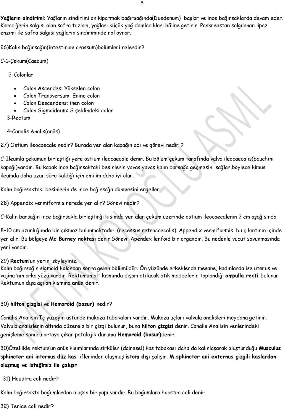 26)Kalın bağırsağın(intestinum crassum)bölümleri nelerdir?