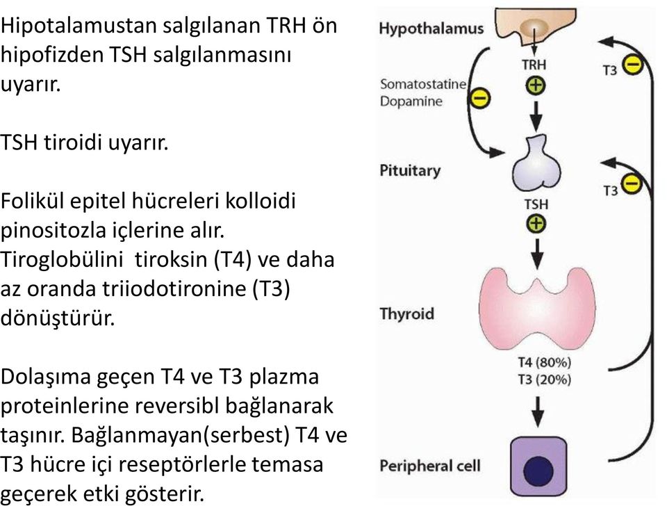 Tiroglobülini tiroksin (T4) ve daha az oranda triiodotironine (T3) dönüştürür.