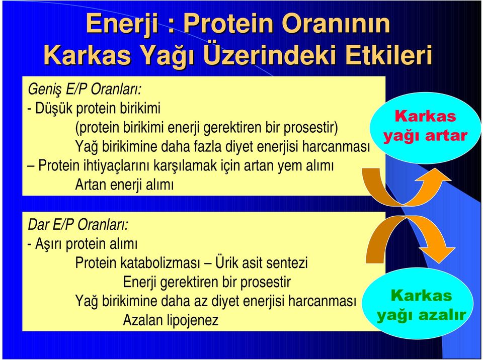 artan yem alımı Artan enerji alımı Dar E/P Oranları: - Aşırı protein alımı Protein katabolizması Ürik asit sentezi Enerji