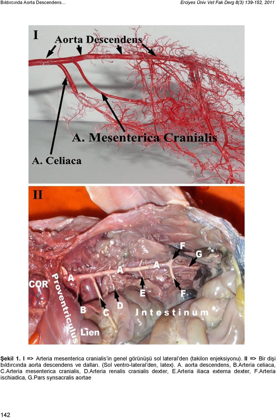 II => Bir dişi bıldırcında aorta descendens ve dalları. (Sol ventro-lateral den, latex). A. aorta descendens, B.