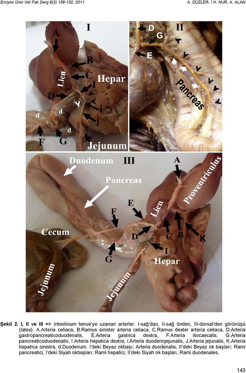 Arteria gastropancreaticoduodenalis, E.Arteria gastrica dextra, F.Arteria iliocaecalis, G.Arteria pancreaticoduodenalis, I.Arteria hepatica dextra, i.