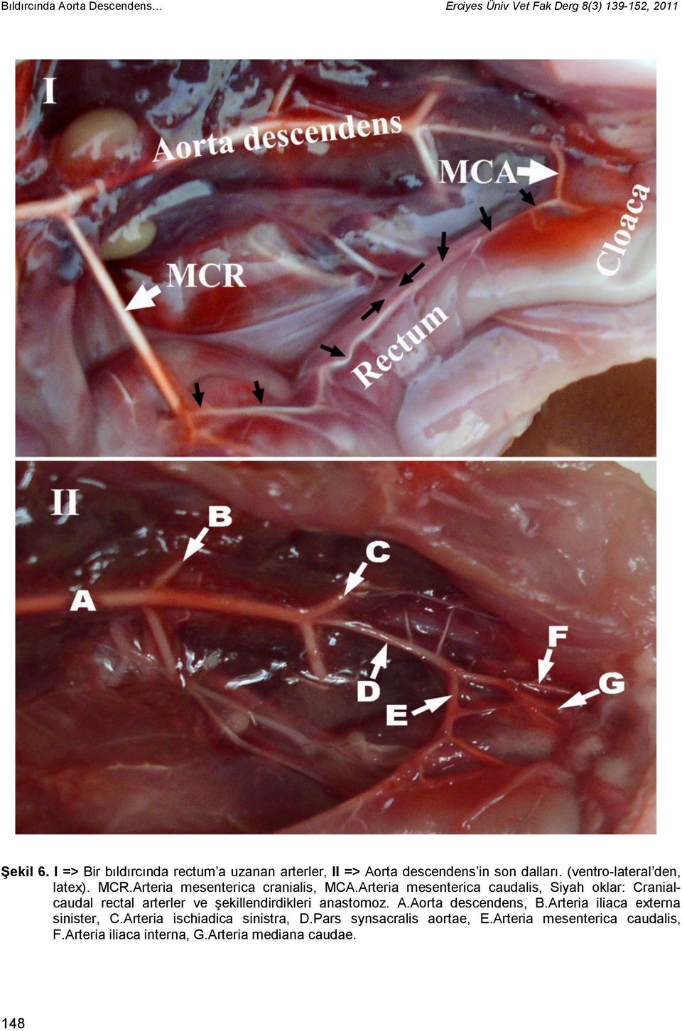 Arteria mesenterica cranialis, MCA.