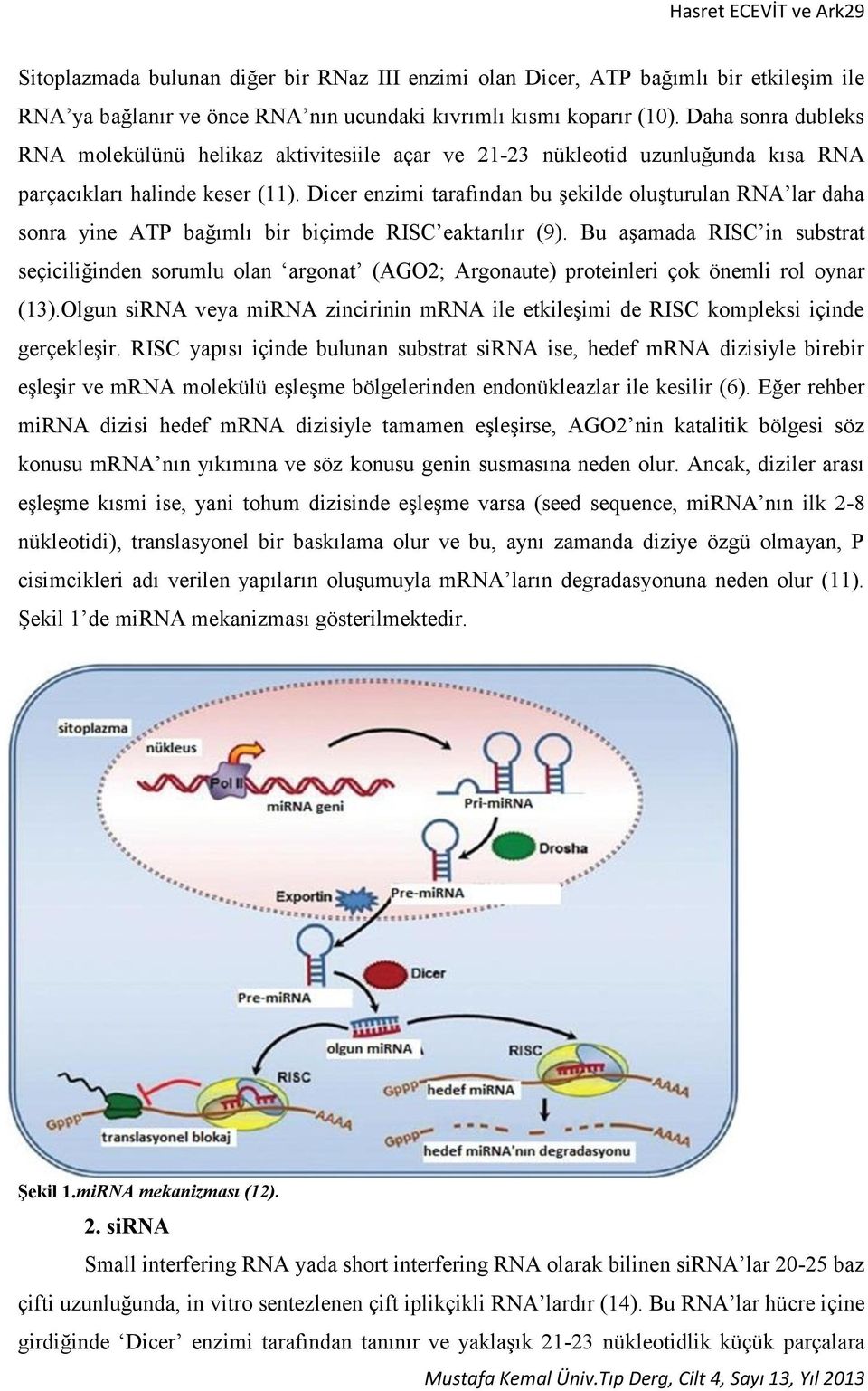 Dicer enzimi tarafından bu şekilde oluşturulan RNA lar daha sonra yine ATP bağımlı bir biçimde RISC eaktarılır (9).