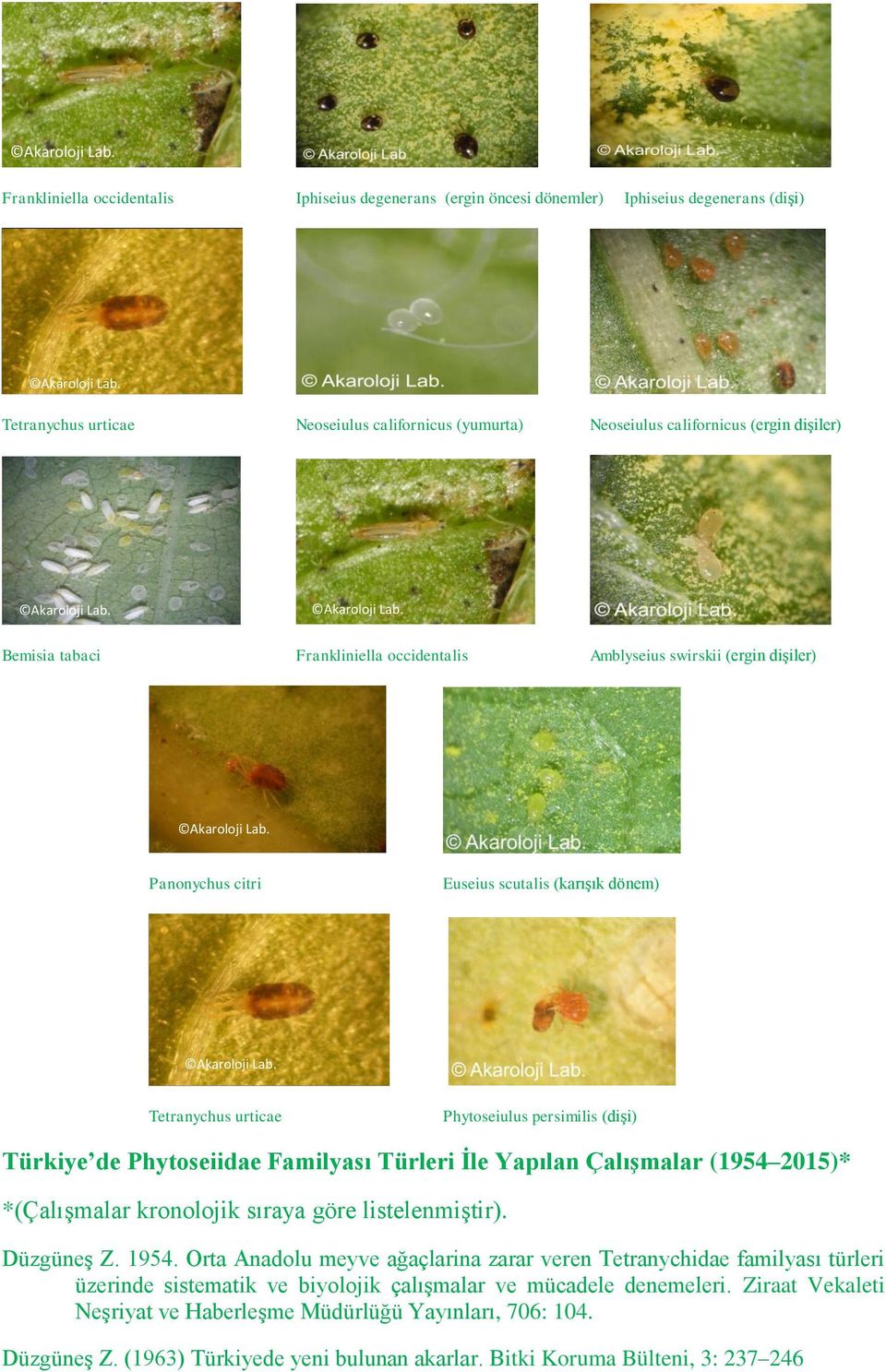 Akaroloji Lab. Akaroloji Lab. Bemisia tabaci Frankliniella occidentalis Amblyseius swirskii (ergin dişiler) Akaroloji Lab. Akaroloji Lab. Panonychus citri Akaroloji Lab.