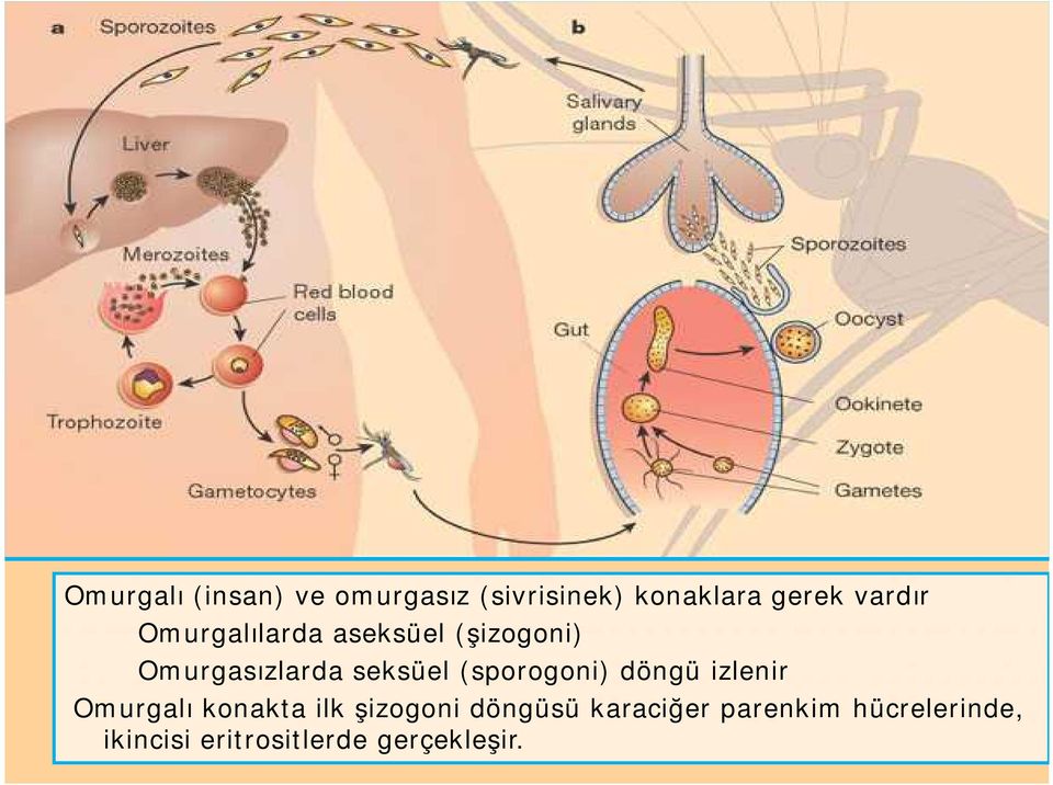 (sporogoni) döngü izlenir Omurgalı konakta ilk şizogoni döngüsü