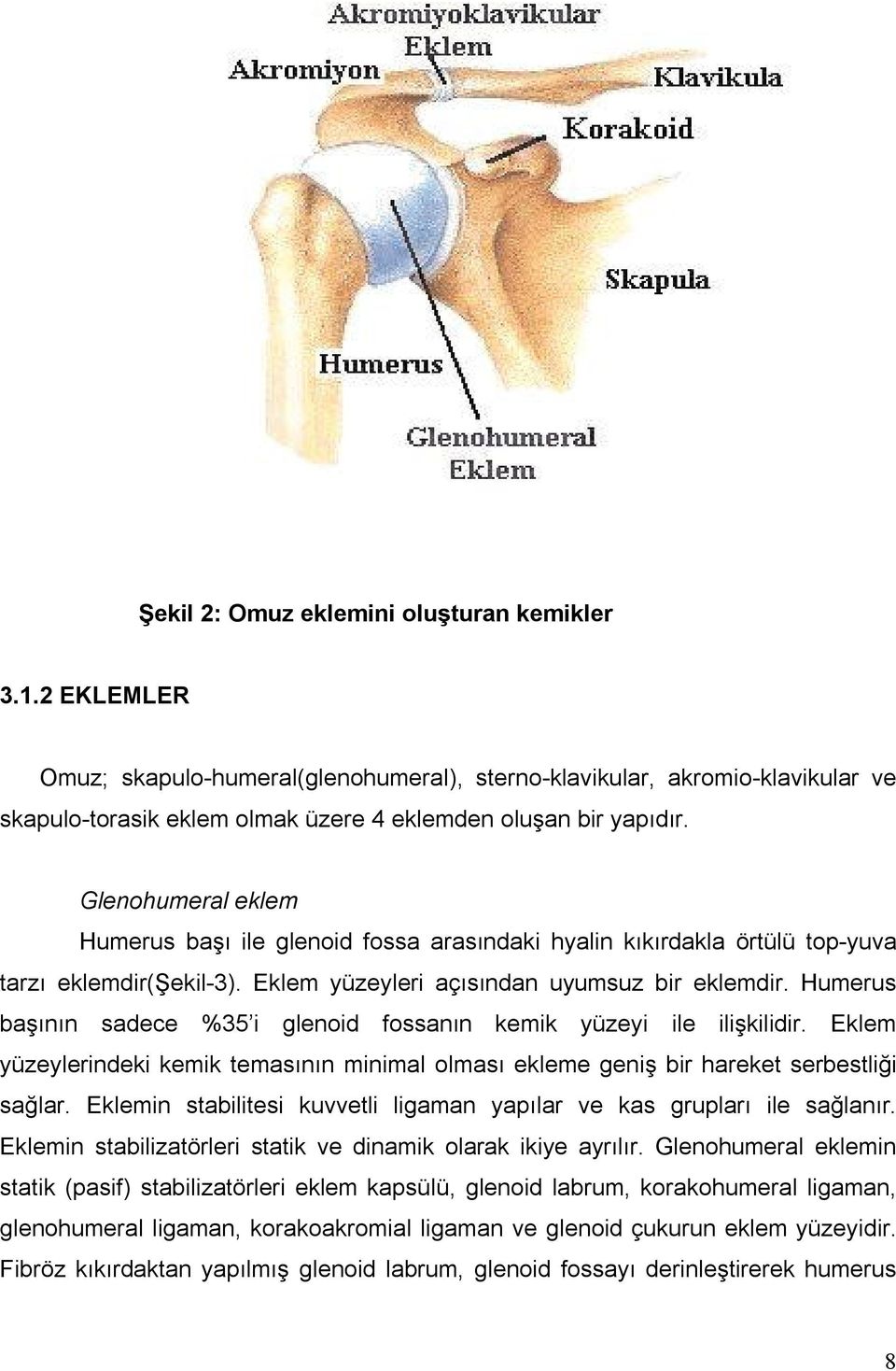 Humerus başının sadece %35 i glenoid fossanın kemik yüzeyi ile ilişkilidir. Eklem yüzeylerindeki kemik temasının minimal olması ekleme geniş bir hareket serbestliği sağlar.