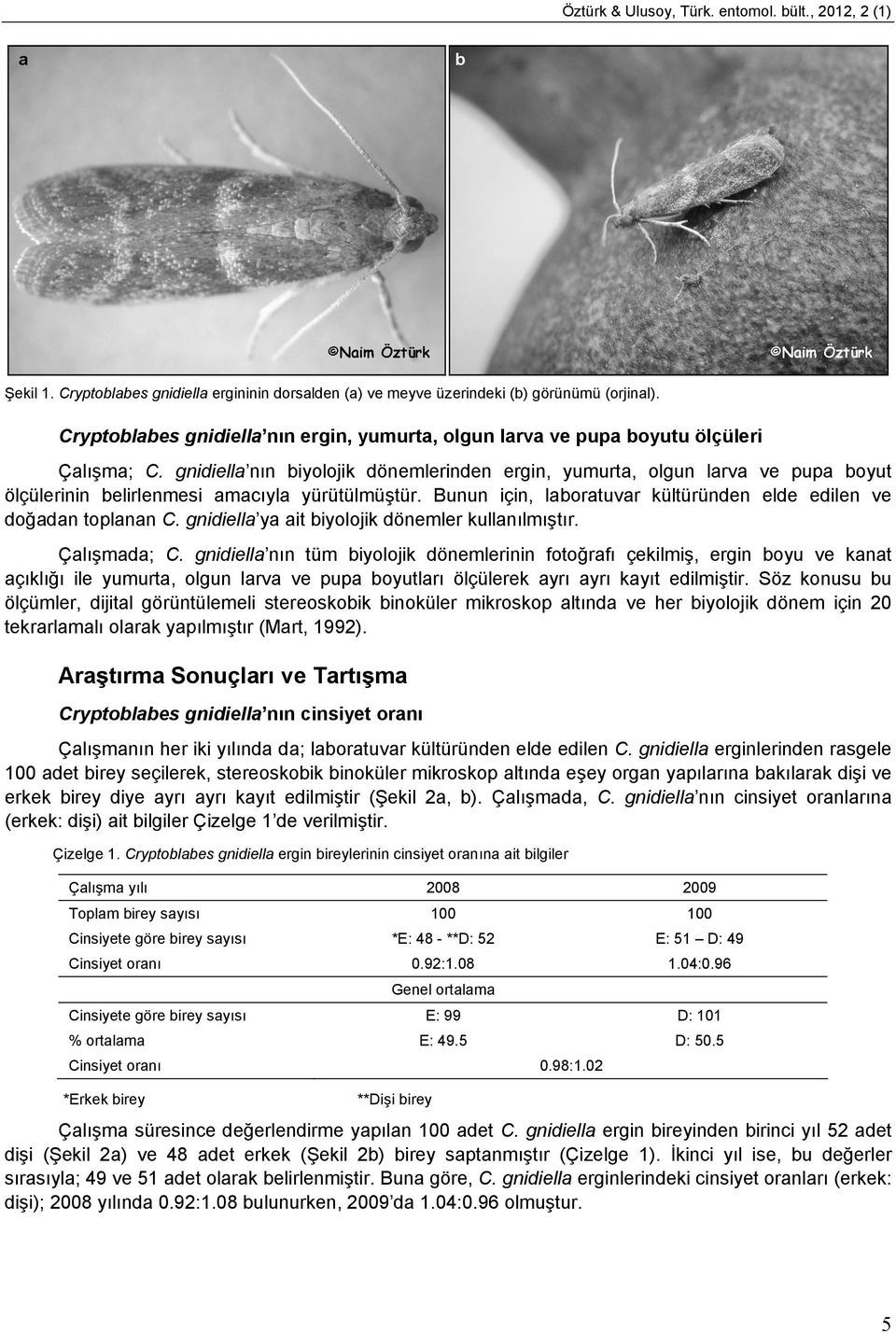 gnidiella nın biyolojik dönemlerinden ergin, yumurta, olgun larva ve pupa boyut ölçülerinin belirlenmesi amacıyla yürütülmüştür. Bunun için, laboratuvar kültüründen elde edilen ve doğadan toplanan C.