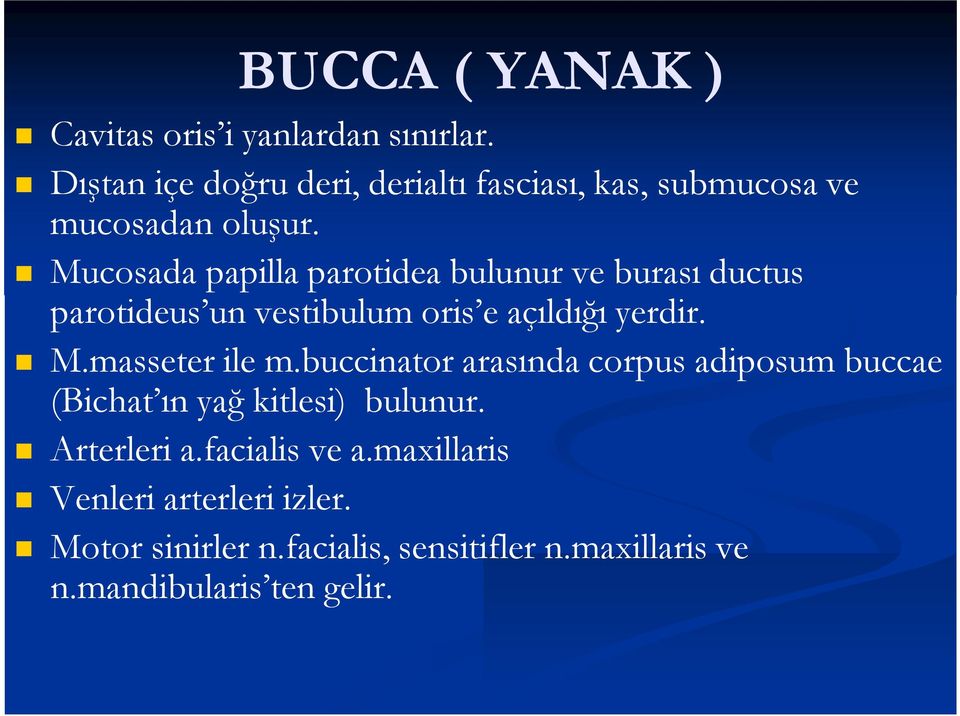 Mucosada papilla parotidea bulunur ve burası ductus parotideus un vestibulum oris e açıldığı yerdir. M.