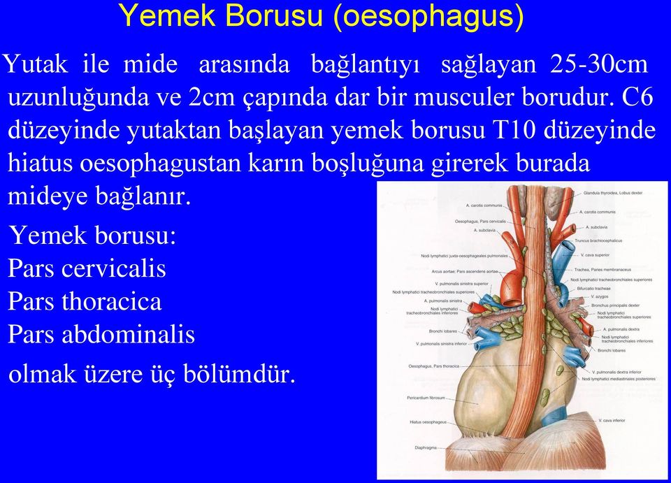 C6 düzeyinde yutaktan başlayan yemek borusu T10 düzeyinde hiatus oesophagustan karın