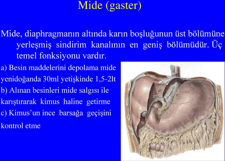 a) Besin maddelerini depolama mide yenidoğanda 30ml yetişkinde 1,5-2lt b) Alınan