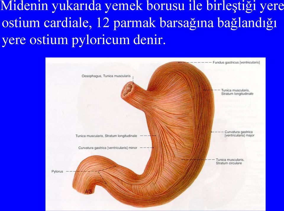 cardiale, 12 parmak barsağına