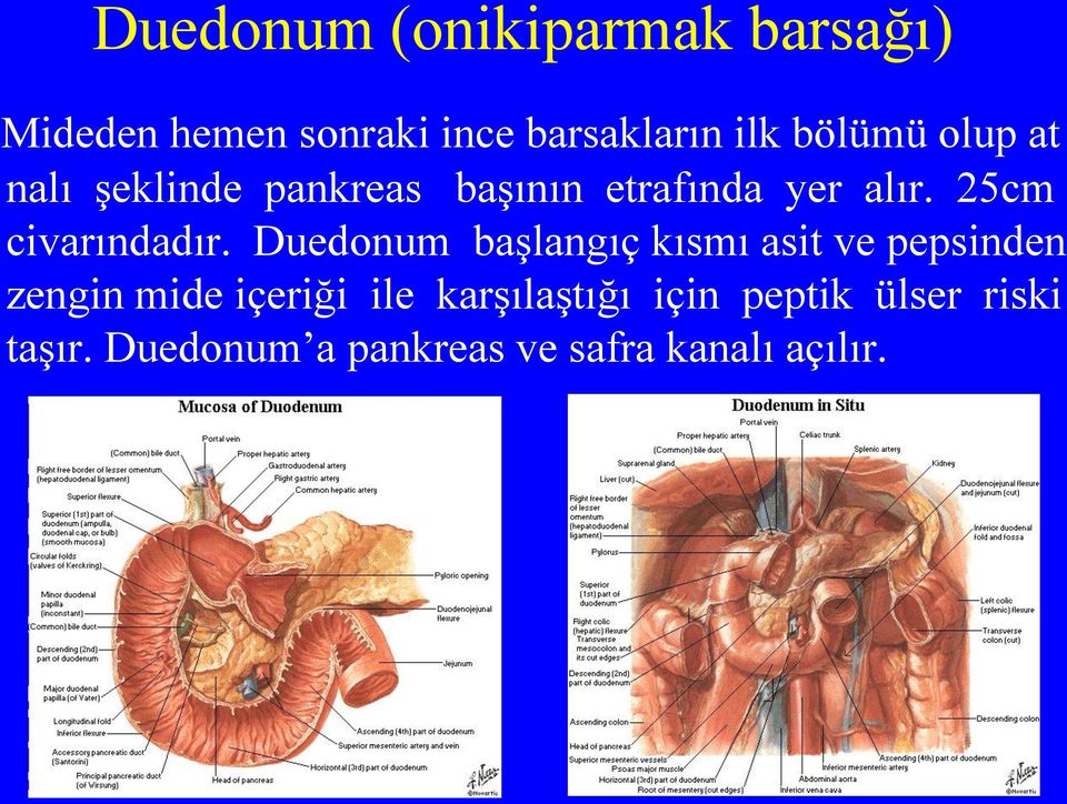 25cm civarındadır.