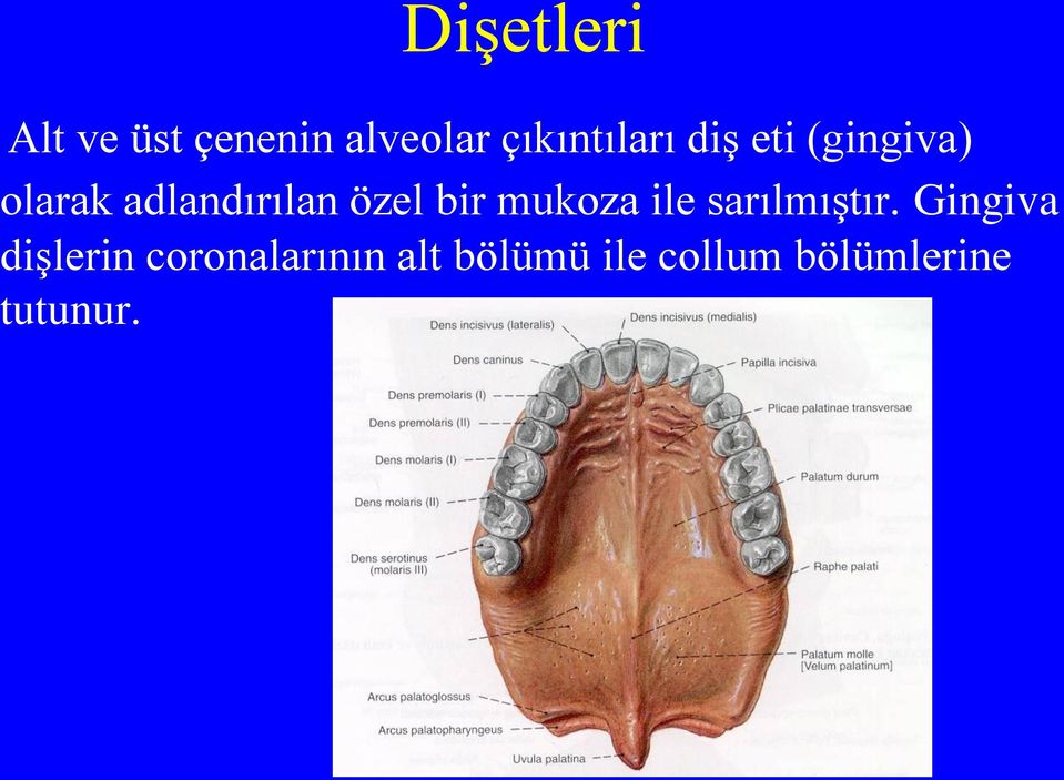 adlandırılan özel bir mukoza ile sarılmıştır.