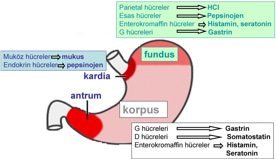 Endokrin hücreler pepsinojen kardia antrum korpus fundus G hücreleri