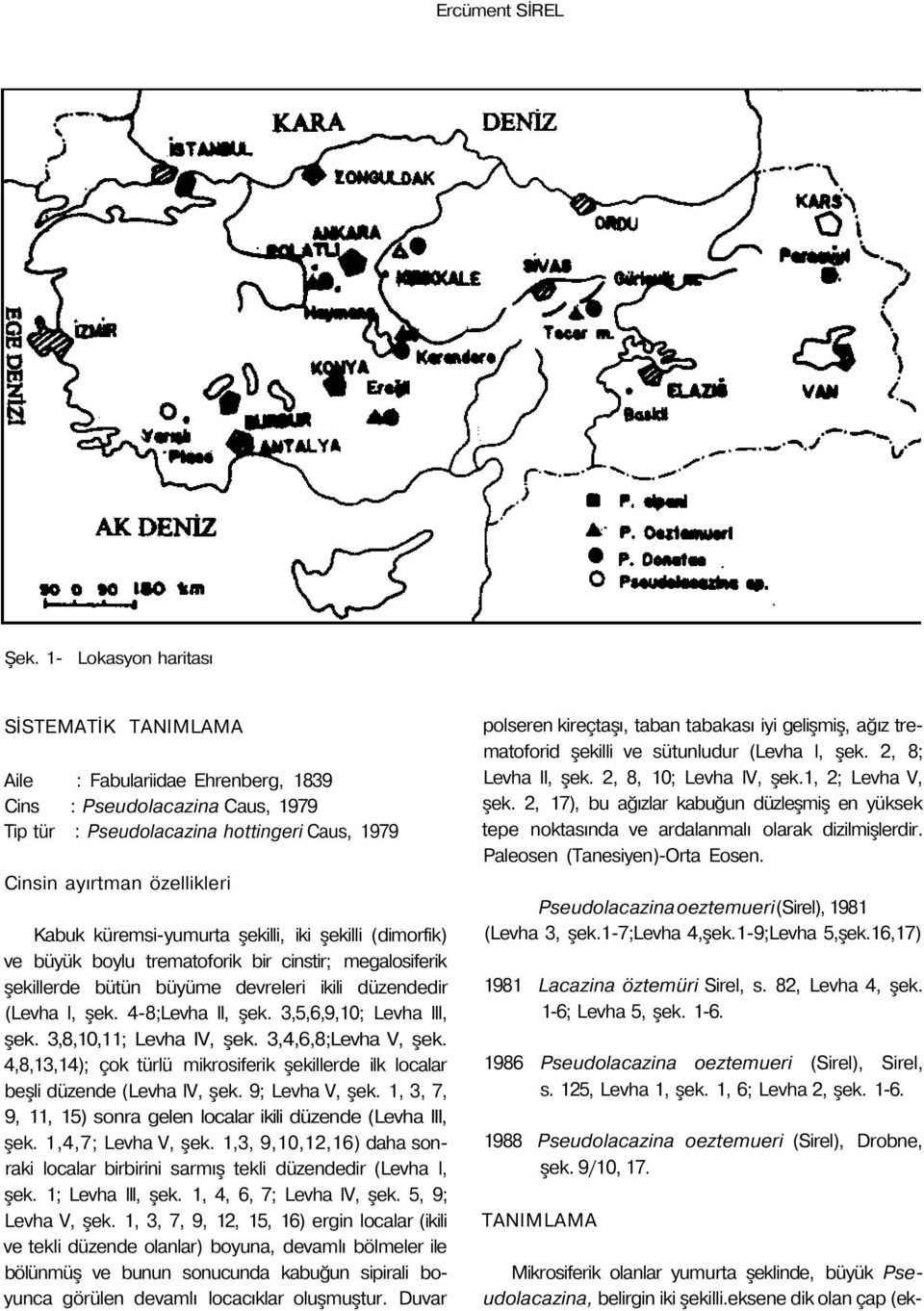 küremsi-yumurta şekilli, iki şekilli (dimorfik) ve büyük boylu trematoforik bir cinstir; megalosiferik şekillerde bütün büyüme devreleri ikili düzendedir (Levha l, şek. 4-8;Levha II, şek.