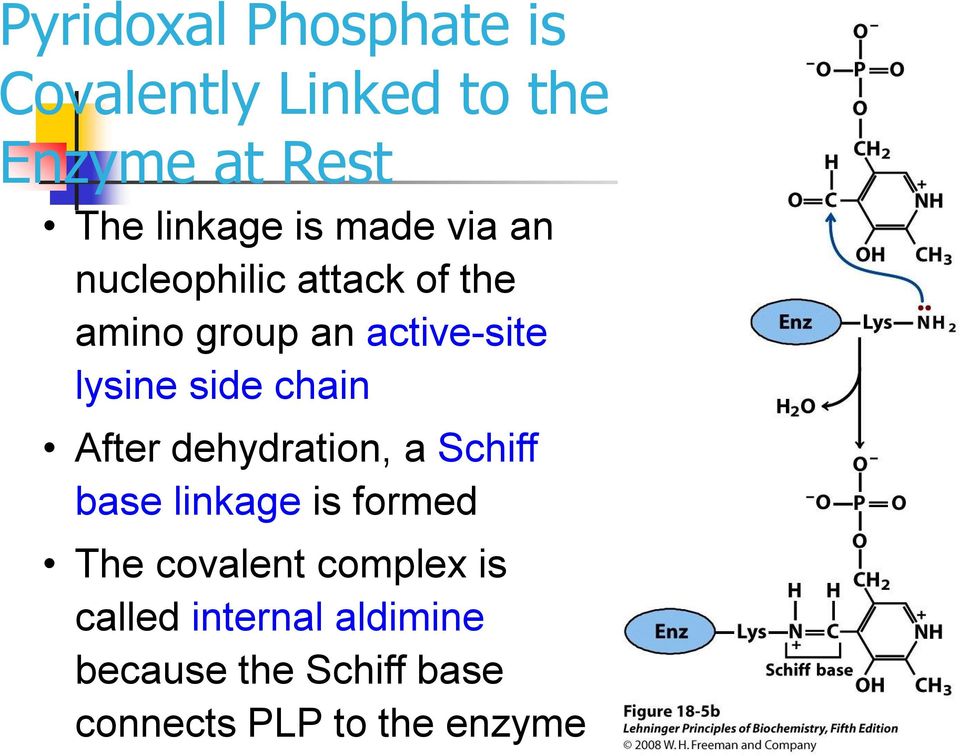 chain After dehydration, a Schiff base linkage is formed The covalent complex