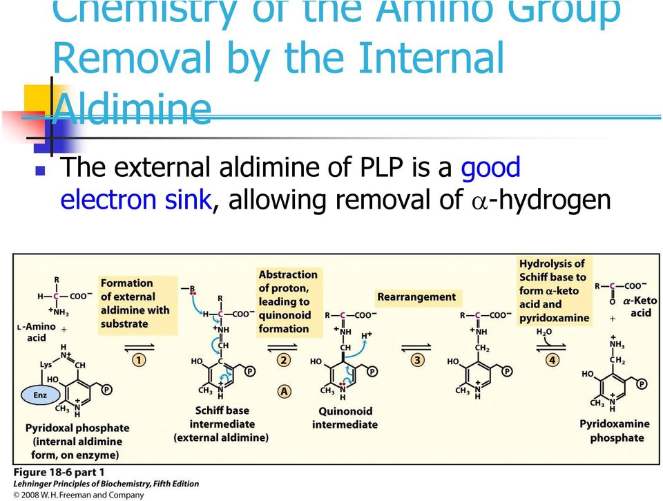 external aldimine of PLP is a good