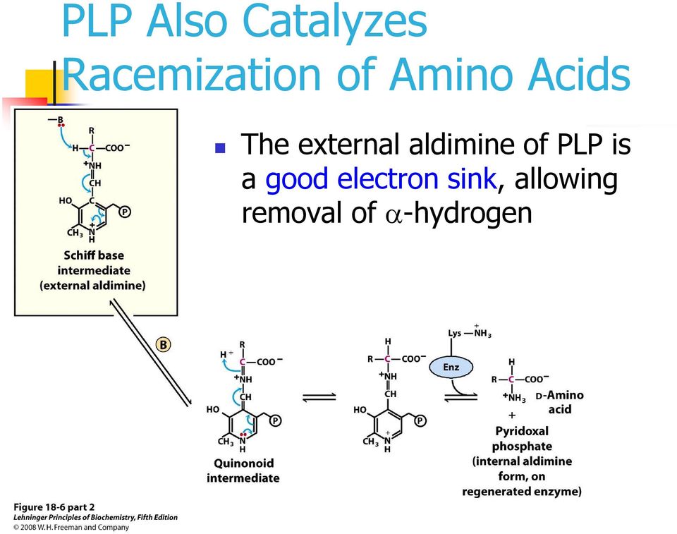 aldimine of PLP is a good