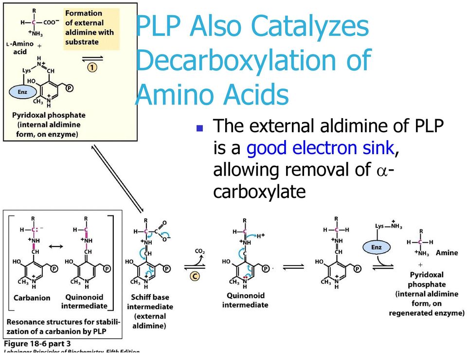 aldimine of PLP is a good electron