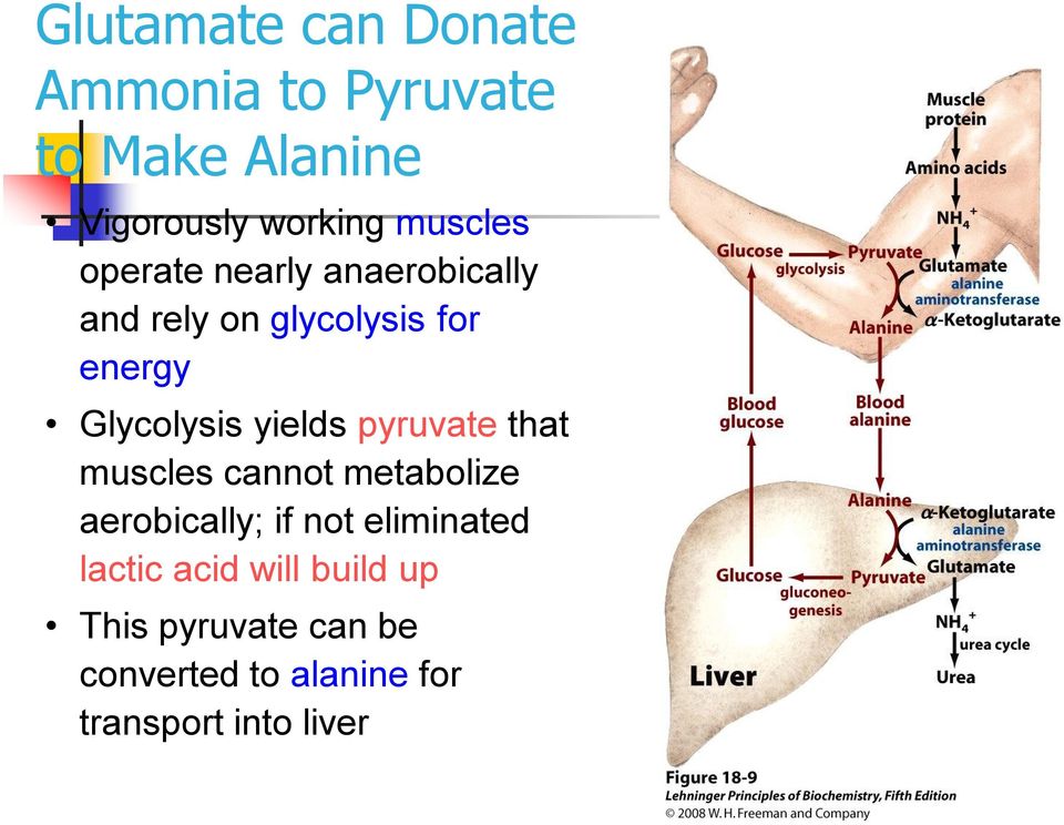 yields pyruvate that muscles cannot metabolize aerobically; if not eliminated