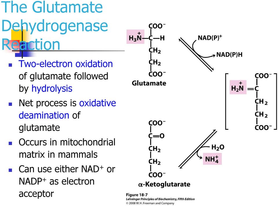 oxidative deamination of glutamate Occurs in mitochondrial