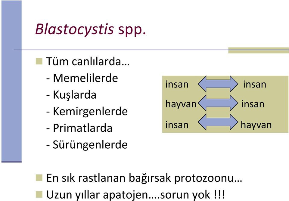 Kemirgenlerde - Primatlarda - Sürüngenlerde insan