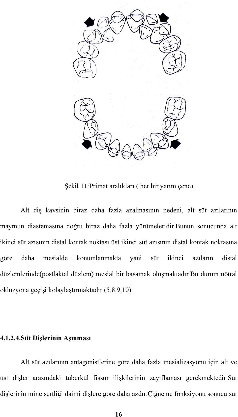 düzlemlerinde(postlaktal düzlem) mesial bir basamak oluşmaktadır.bu durum nötral okluzyona geçişi kolaylaştırmaktadır.(5,8,9,10) 4.