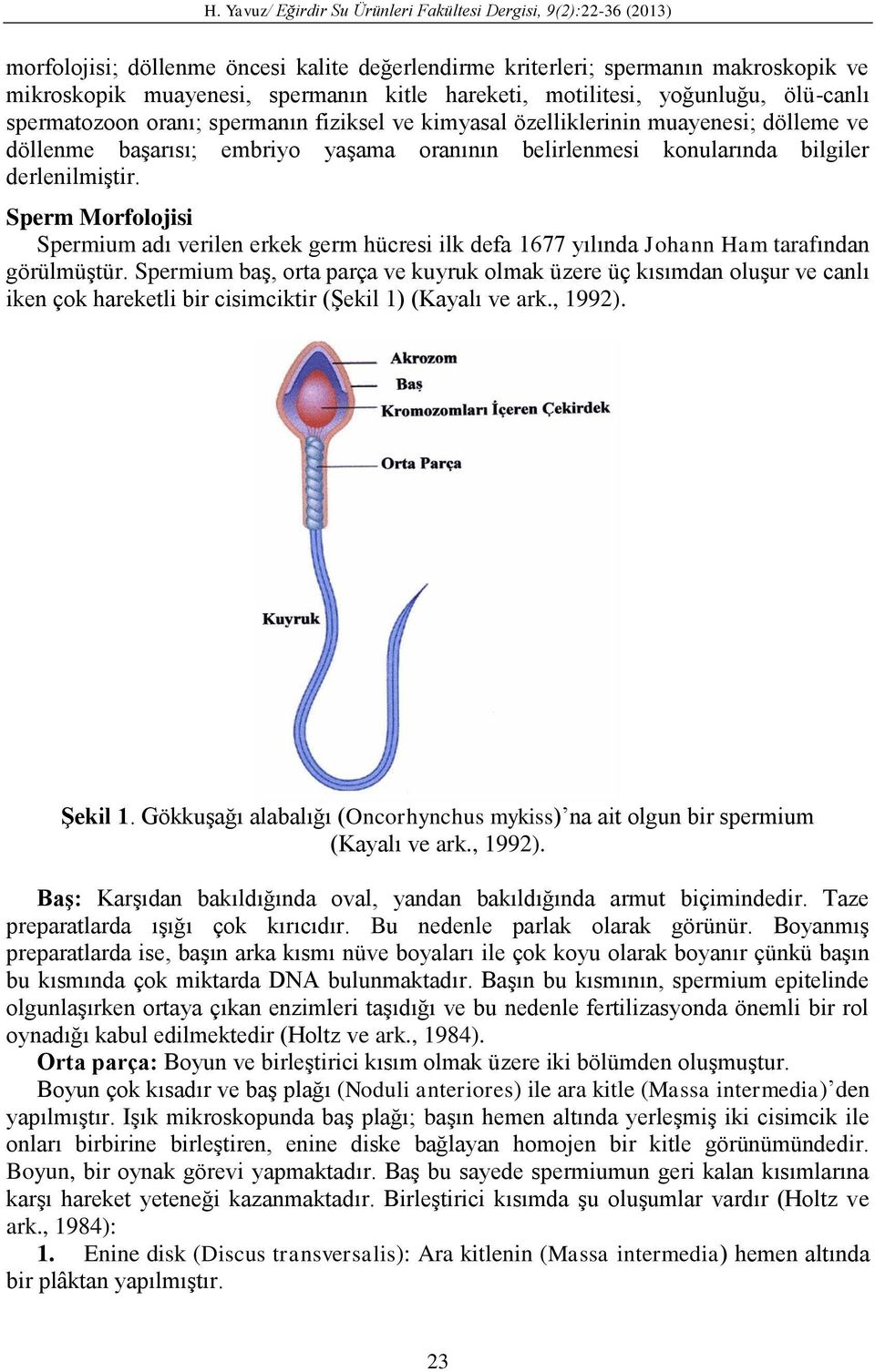 Sperm Morfolojisi Spermium adı verilen erkek germ hücresi ilk defa 1677 yılında Johann Ham tarafından görülmüştür.