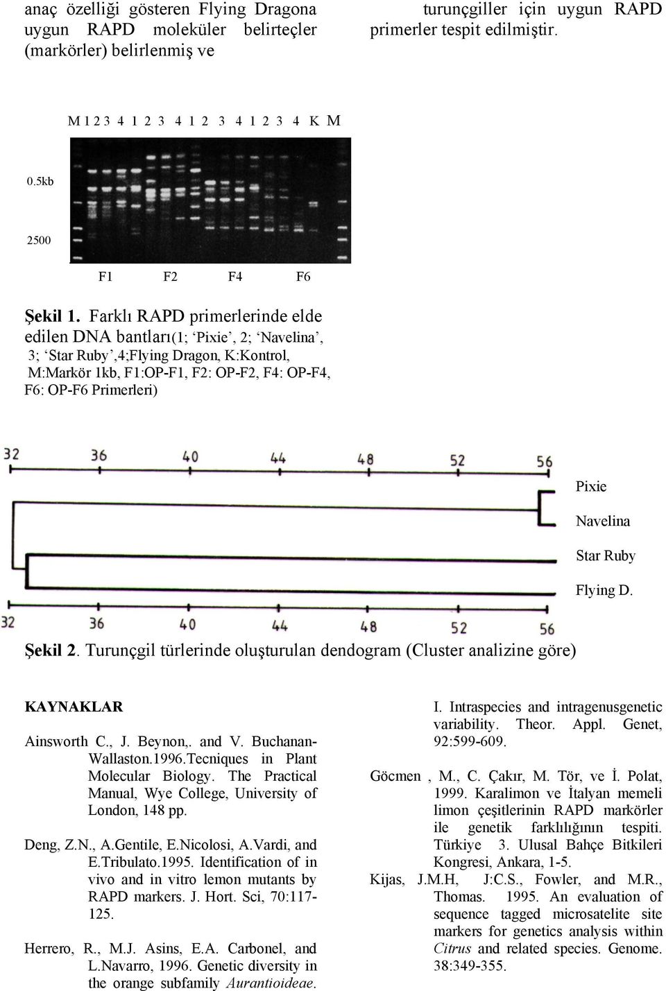 Farklı RAPD primerlerinde elde edilen DNA bantları(1; Pixie, 2; Navelina, 3; Star Ruby,4;Flying Dragon, K:Kontrol, M:Markör 1kb, F1:OP-F1, F2: OP-F2, F4: OP-F4, F6: OP-F6 Primerleri) Pixie Navelina