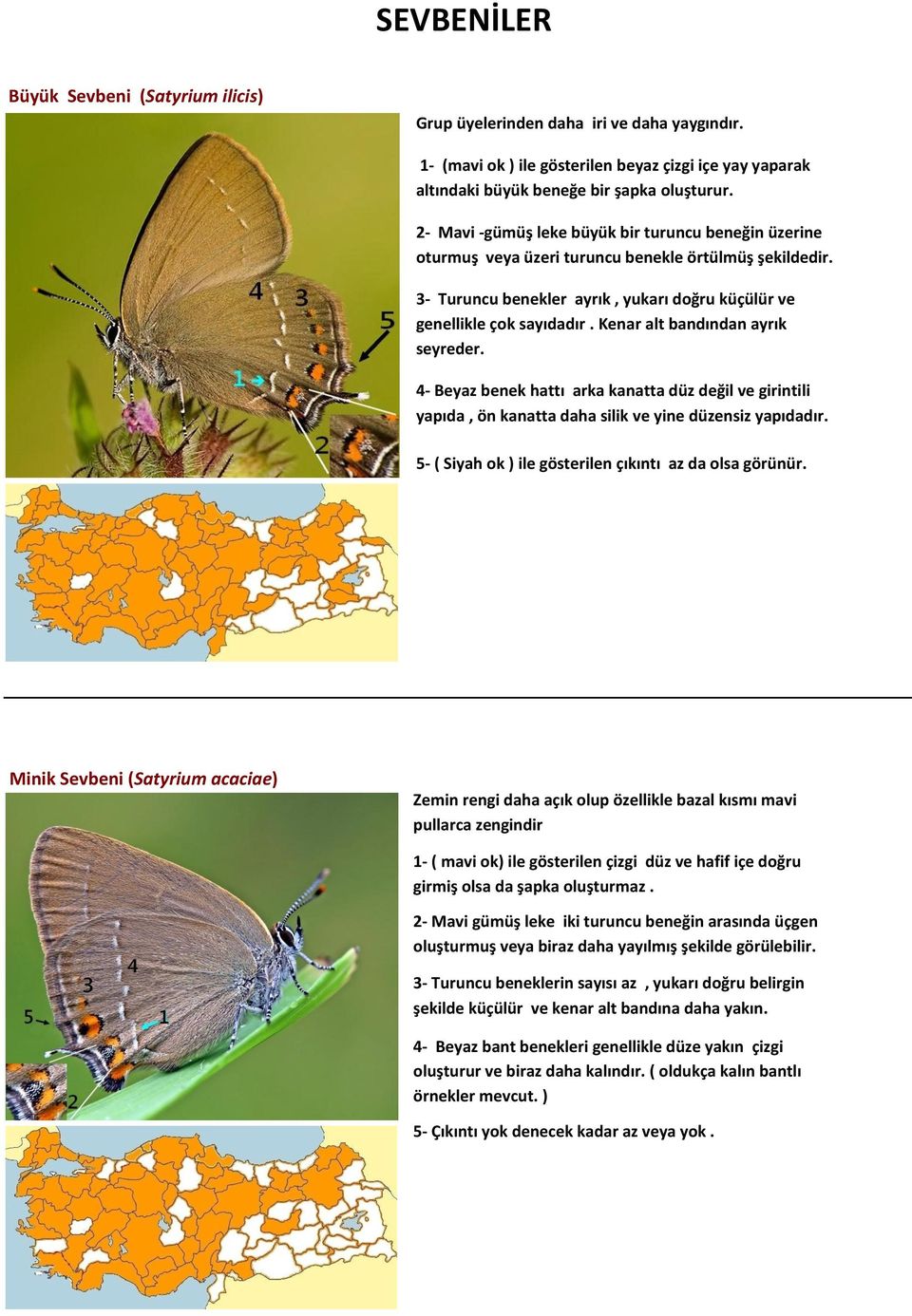 Kenar alt bandından ayrık seyreder. 4- Beyaz benek hattı arka kanatta düz değil ve girintili yapıda, ön kanatta daha silik ve yine düzensiz yapıdadır.