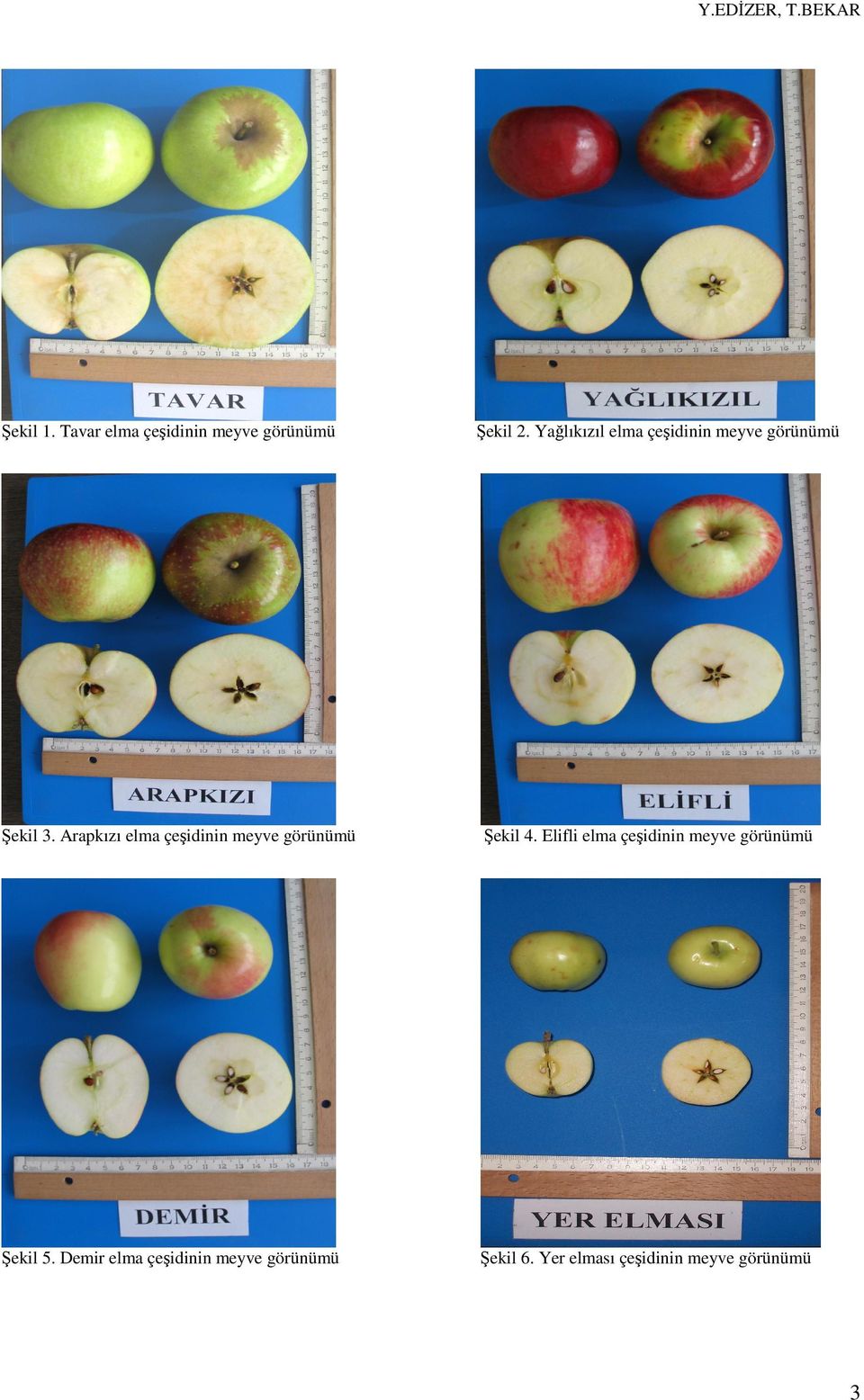 Arapkızı elma çeşidinin meyve görünümü Şekil 4.